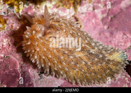 Nudibranch de saumon sous l'eau du fleuve Saint-Laurent Banque D'Images