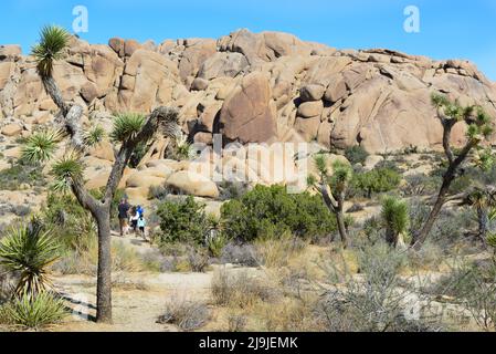 Famille avec randonnée de chien dans le parc national de Joshua Tree parmi les arbres et les rochers de Joshua et les formations rocheuses uniques dans le désert de Mojave, CA Banque D'Images