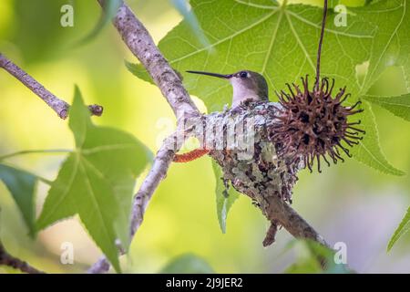 Une femelle d'Hummingbird à gorge rubis tend à ses oeufs dans son petit nid couvert de lichen dans un arbre de gomme doux. Raleigh, Caroline du Nord. Banque D'Images