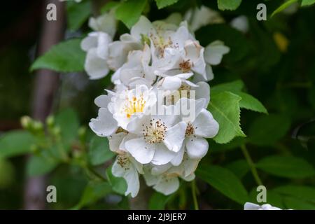 Le printemps fleurit de la belle mais envahissante Multiflora Rose (Rosa multiflora). Raleigh, Caroline du Nord. Banque D'Images