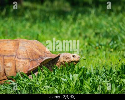 Gros plan sur une tortue africaine à l'Oklahoma Banque D'Images