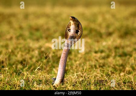 Le cobra indien, également connu sous le nom de cobra spectaculaire, cobra asiatique, ou cobra binocellate, est une espèce du genre Naja trouvé, en Inde, au Pakistan. Banque D'Images