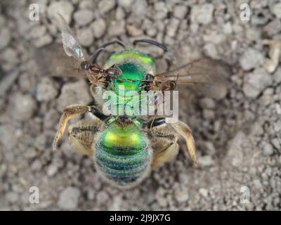 Fourmis sur l'abeille sueur verte métallique morte du genre Agapostemon Banque D'Images