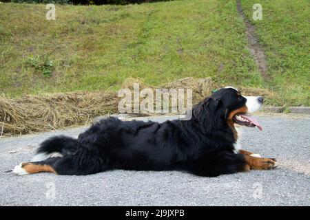 chien de montagne bernois dans le parc en été pour des promenades en ukraine, chien de race, chien d'entraînement Banque D'Images