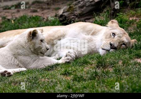 Lionness blanc (Panthera leo) et son cub allongé sur l'herbe Banque D'Images