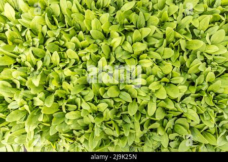 Jeunes plantes pétunia fond en pépinière, vue de dessus. Semis de pétunia prêts à la vente Banque D'Images