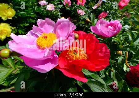 Gros plan de fleurs de pivoine chinoises roses ou rouges (Paeonia lactiflora) avec des étamines jaunes et une abeille survolant les pétales roses Banque D'Images