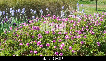 Grande souche de pélargonium rose dans un jardin, côte d'azur. Banque D'Images