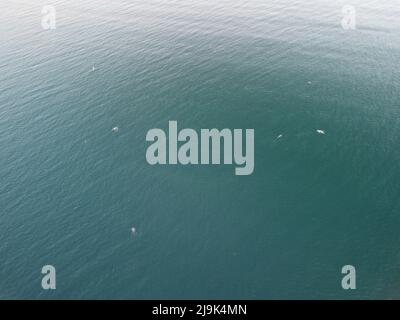 Vue aérienne des dauphins nageant lentement dans des eaux turquoise cristallines. Groupe de mammifères marins endémiques migrant le long du littoral, vu de Banque D'Images