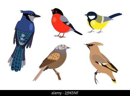 Différents types d'ensemble d'illustrations de dessin animé d'oiseau. Tomtit, robin, étoiles de mer, pic et moineau assis sur une branche d'arbre isolée sur fond blanc. Illustration de Vecteur