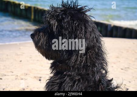 ÉgaireDendoodle situé sur la mer Baltique en face de la jetée donnant sur la mer. Goldendoodle noir et Havane. Photo d'animal dans la nature Banque D'Images