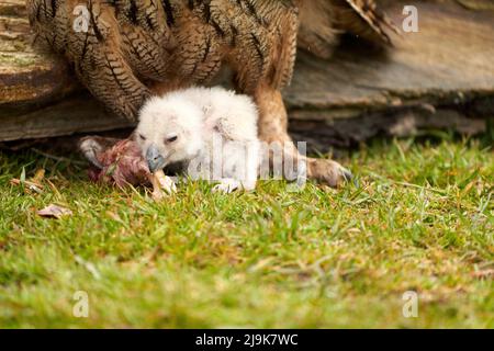 Hibou sauvage de l'aigle eurasien poussin à l'extérieur du poussin blanc est instable manger un morceau de viande.L'oiseau de six jours se trouve à côté des jambes de la mère. Banque D'Images