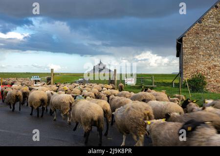 Un troupeau de moutons est annoncé à la prairie où le Mont Saint-Michel est dans un arrière-plan lointain. Banque D'Images