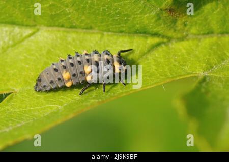 Gros plan sur les larves d'orange gris de l'oiseau ladybide à sept points, Coccinella septempunctata assis sur une feuille verte dans le champ Banque D'Images