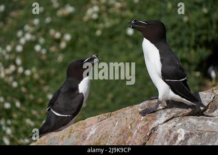 Paire de Razorbill (Alca torda) sur une falaise sur l'île Great Saltee au large de la côte de l'Irlande. Banque D'Images