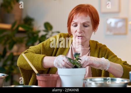 Femme mûre à cheveux rouges plantant des fleurs dans des pots à table pendant la saison Banque D'Images