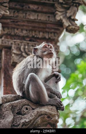 Singe adulte en fourrure assis sur un rocher dans un temple d'Ubud Bali Indonésie Banque D'Images