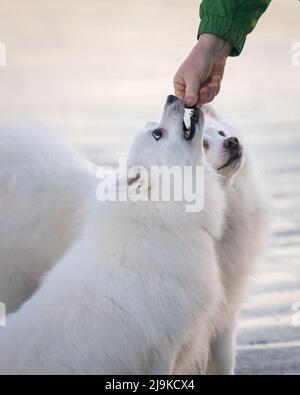 La main du propriétaire nourrissant des chiens blancs de spitz japonais. Format vertical. Banque D'Images