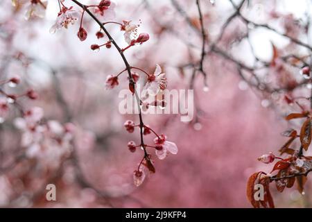 Branche arborée de fleurs pétumées roses mouillées par des gouttes de pluie par une journée nuageux Banque D'Images