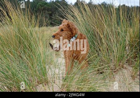 mignon chien de terrier irlandais debout dans les dunes de sable, plage de holkham, nord de norfolk, angleterre Banque D'Images