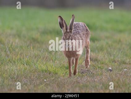 Une rencontre étroite d'un grand lièvre brun sain et fort qui se limite à l'appareil photo - Suffolk, Royaume-Uni Banque D'Images