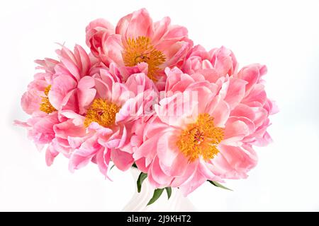 Un grand bouquet de magnifiques pivoines roses dans un vase blanc photographié sur un fond blanc Uni Banque D'Images