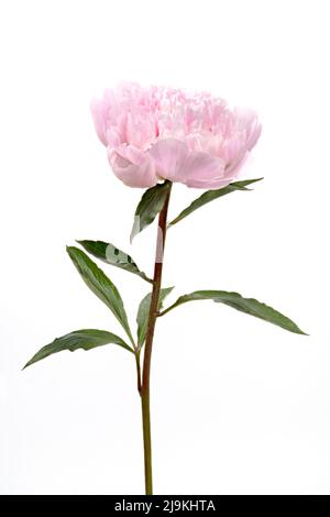 Belle tige unique d'une fleur de pivoine rose, photographiée sur un fond blanc Uni Banque D'Images