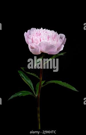Magnifique fleur de pivoine rose, photographiée sur fond noir Uni Banque D'Images