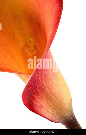 Un gros plan d'une fleur de Calla Lily orange vif, photographiée sur un fond blanc Uni Banque D'Images