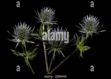 Sea Holly, (Eryngium maritimum), photographié sur fond noir Uni Banque D'Images