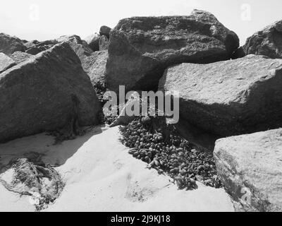 Rochers, coquillages et algues sur la plage en noir et blanc Banque D'Images