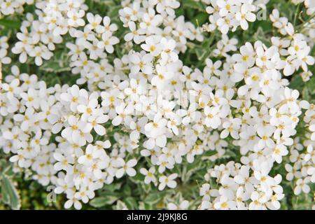 Le champ de petites fleurs blanches de doux champ d'alyssum. Vue de dessus. Arrière-plan naturel de la saison de printemps. Banque D'Images