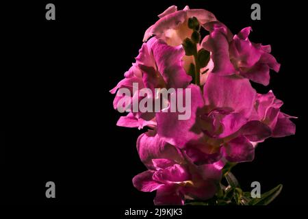Macro photo de fleurs roses snapdragon grand avec un motif de fumée sur un fond noir Banque D'Images