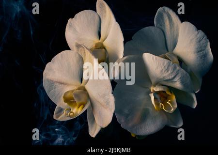 Macro photo de fleurs d'orchidées de phalaenopsis agréable avec un motif de fumée sur un fond noir ombragé Banque D'Images