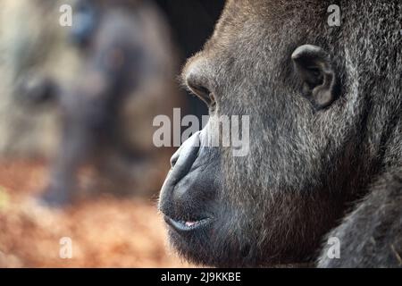 portrait de gorille mâle silverback Banque D'Images