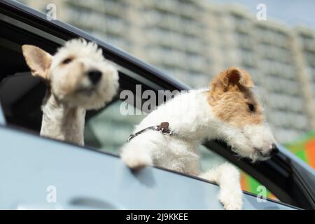 Deux chiens regardent par la fenêtre de la voiture. Deux animaux de compagnie en transport. Animal en voiture. Terriers regardent dehors. Banque D'Images