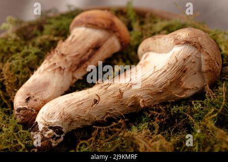 Une combinaison de champignons shiitake et matsutake Banque D'Images