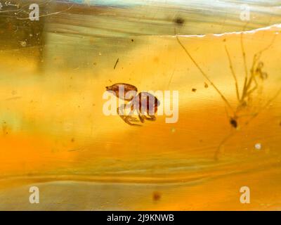 Araignée dans l'ambre Baltique Banque D'Images