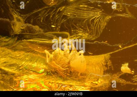 Araignée dans l'ambre Baltique Banque D'Images