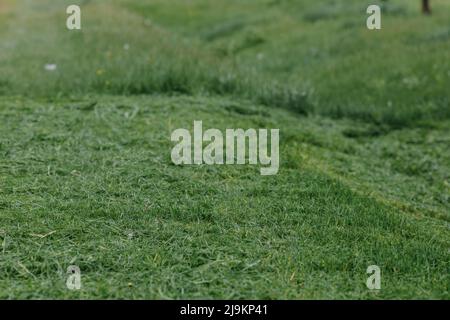 Tracez avec de l'herbe fraîchement coupée. Fauchage de l'herbe. Mise au point sélective. Gros plan. Photo de haute qualité Banque D'Images