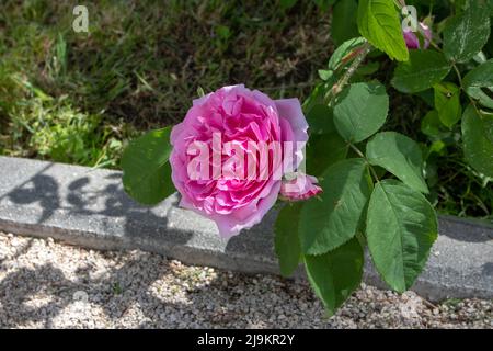 MADRID, ESPAGNE - Mai 12,2022: Comte de Chambord ancien arbuste rose clair magenta plein pétté ouvert plat de fleurs coupées dans le Ramon de jardin de roses Banque D'Images