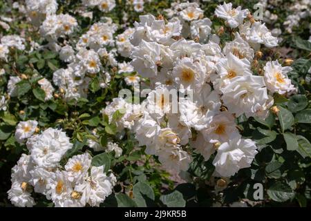 MADRID, ESPAGNE - Mai 12,2022: Penelope hybride arbuste musc rose avec blush blanc fleur ouverte fleurs odorantes dans le jardin de roses Ramon Ortiz,Rosaleda del P Banque D'Images