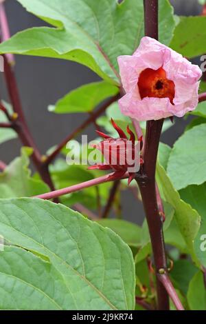 Gros plan de la fleur de Roselle et du calice en développement sur la plante, sur fond gris Banque D'Images