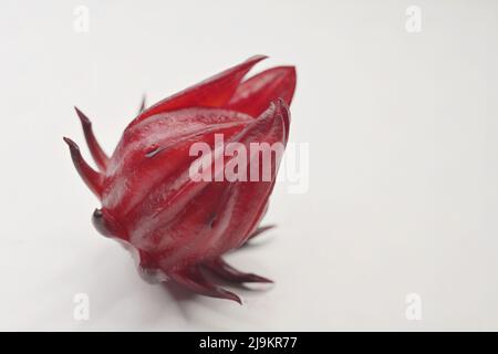 Calice rouge foncé fraîchement récolté d'une plante de Roselle, sur fond blanc Banque D'Images