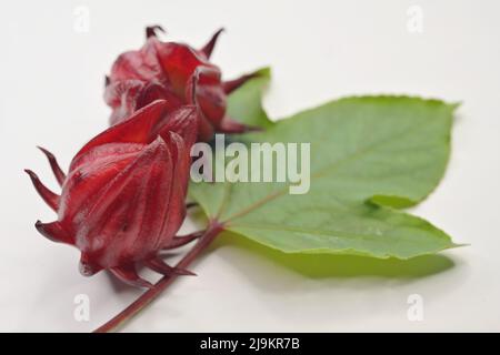 Gros plan d'un calice d'une plante de Roselle et d'une feuille défocuée sur fond blanc Banque D'Images