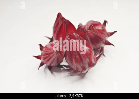 Un bouquet de calyces provenant d'une plante de Roselle, fraîchement moissonnée, sur fond blanc Banque D'Images