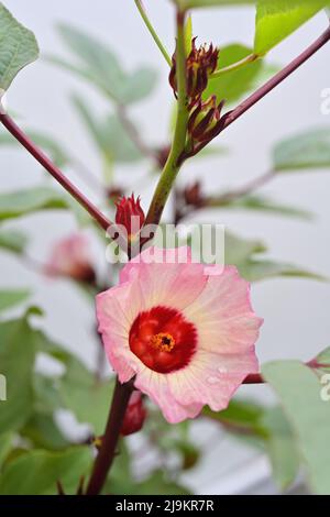Gros plan de la fleur de Roselle et développement de calyces sur la plante, sur fond blanc Banque D'Images