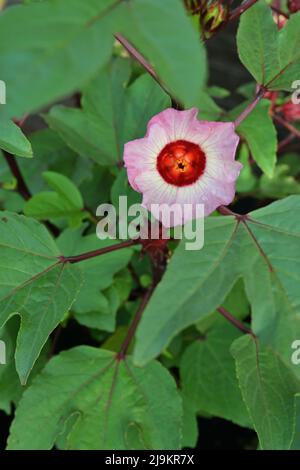 Fleur d'une plante de Roselle, fixée contre ses feuilles à trois lobes Banque D'Images