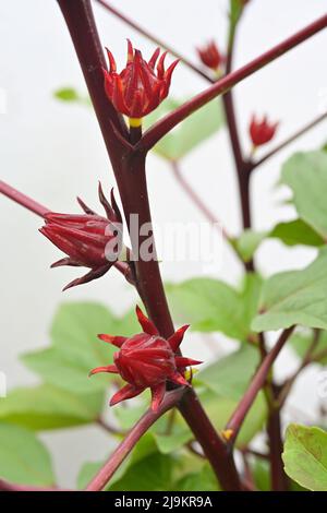 Une plante de Roselle avec des calyces rouge foncé mûrissant, sur fond blanc Banque D'Images