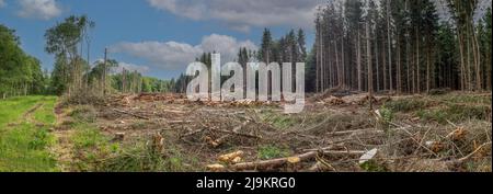 La développeuse a trié des grumes à la suite de dommages de conifères colis par la tempête Eunice dans l'hiver 2022 Kleuvenveen domaine près d'anderen aux Hollandais Banque D'Images